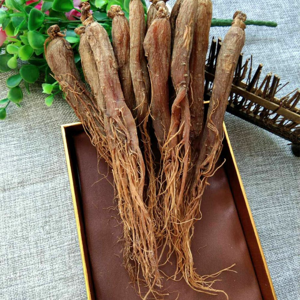 گیاه جینسینگ