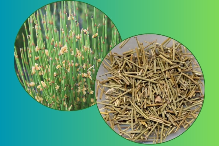 گیاه افدرا چه فوایدی دارد؟