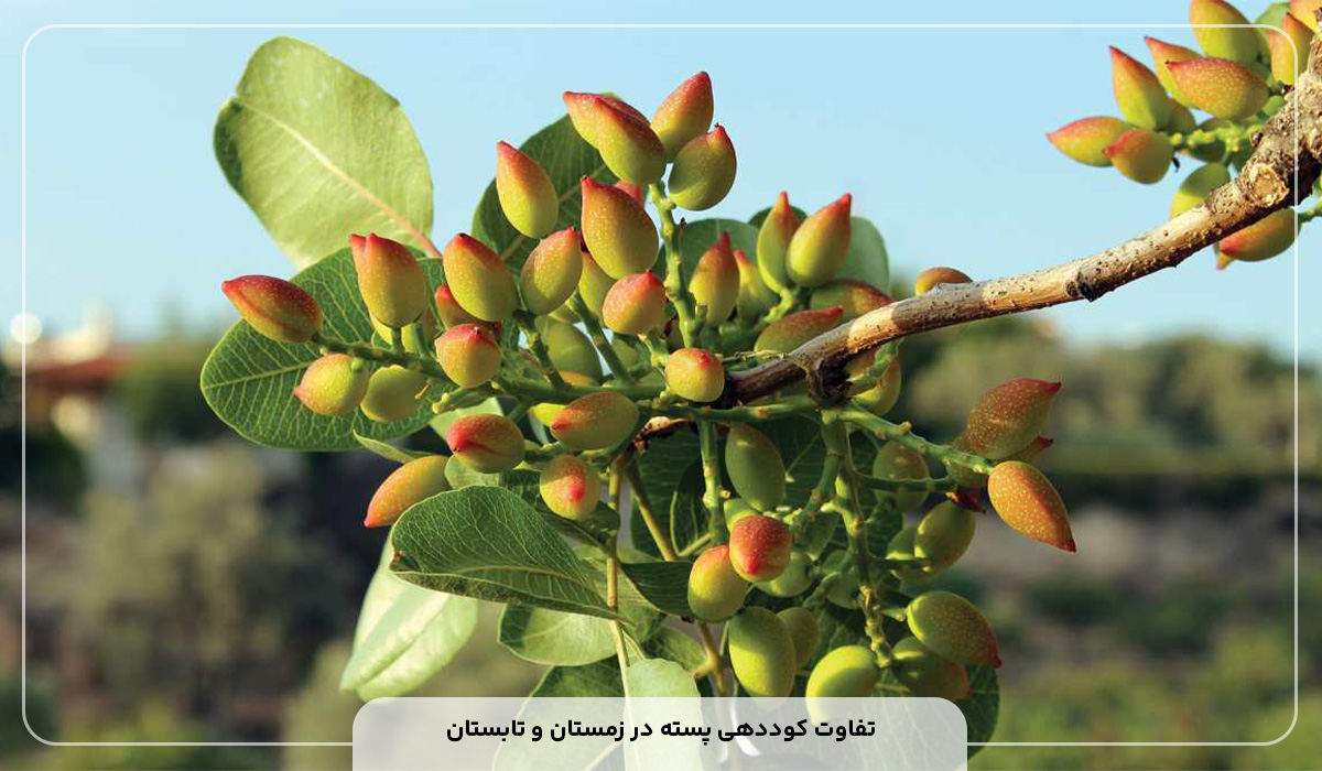 بهترین کود مناسب درخت پسته (در زمستان و تابستان)