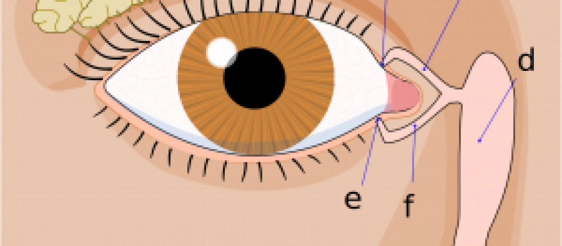 300px-Tear_system.png