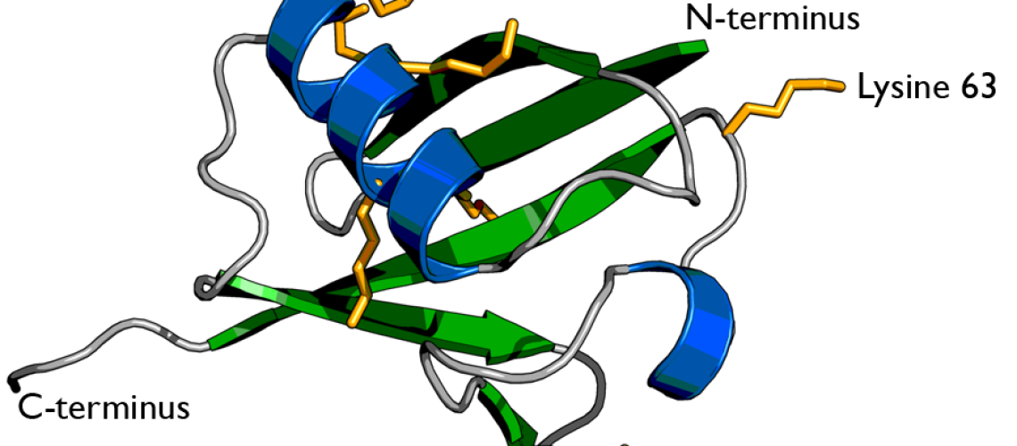 Ubiquitin_cartoon-2-900x759.png