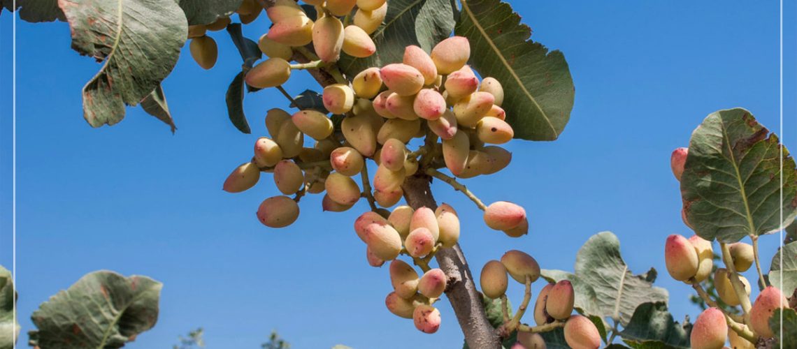 بهترین کود مناسب درخت پسته (در زمستان و تابستان)