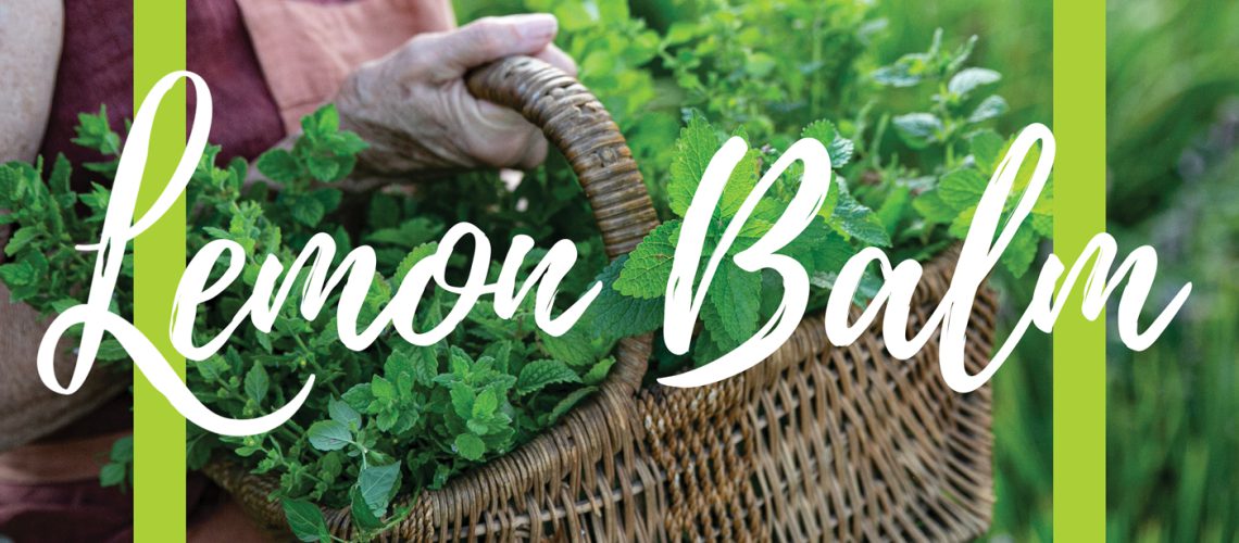 lemon-balm-blog-1.jpg